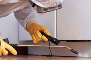 Messie Schädlingsbekämpfung Salzgitter